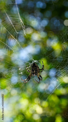 Spider on spider web. Macro close-up in the garden. Short depth of focus, images of nature.