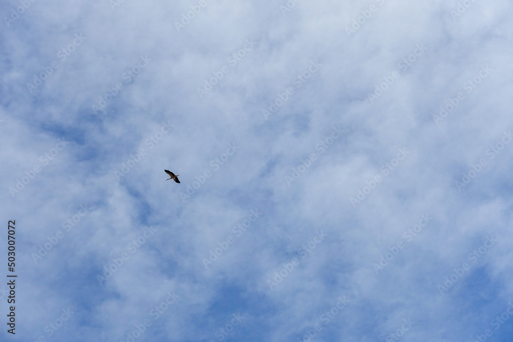 storks flying in the blue and cloudy sky, storks flying in the sky in spring, sky and storks,