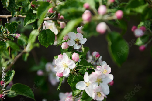 Close-up of a honey bee collecting nectar from a beautiful flower with white and pink petals on a branch of a blossoming apple tree in spring garden