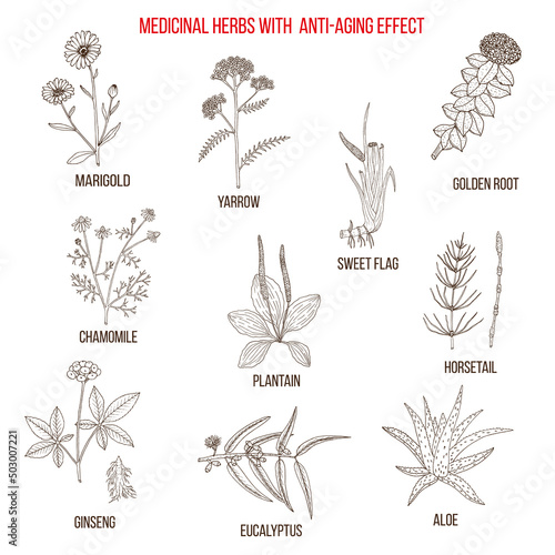 Collection of anti-aging herbs. Hand drawn vector illustration
