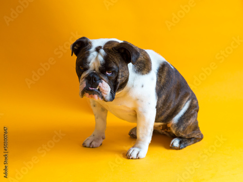 Funny British Bulldog sitting down against seamless orange background with dejected expression © Anne Richard