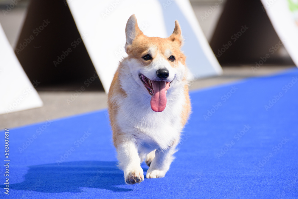 A cheerful corgi dog runs along the blue carpet.