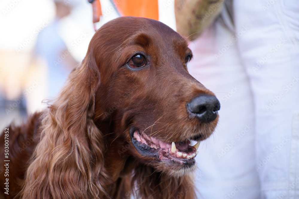 Portrait of an Irish Setter dog. Close-up.