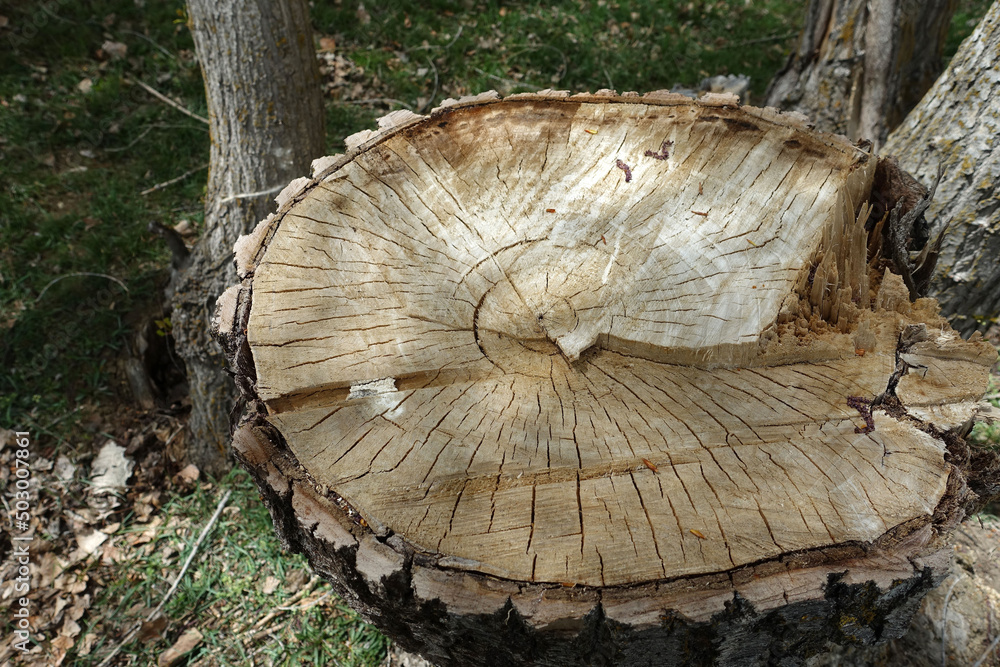 tree stump cut with chainsaw, poplar tree stump, tree stump cut with chainsaw, poplar tree stump,