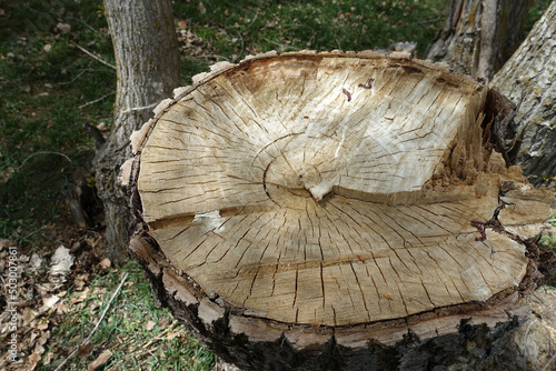 tree stump cut with chainsaw, poplar tree stump,