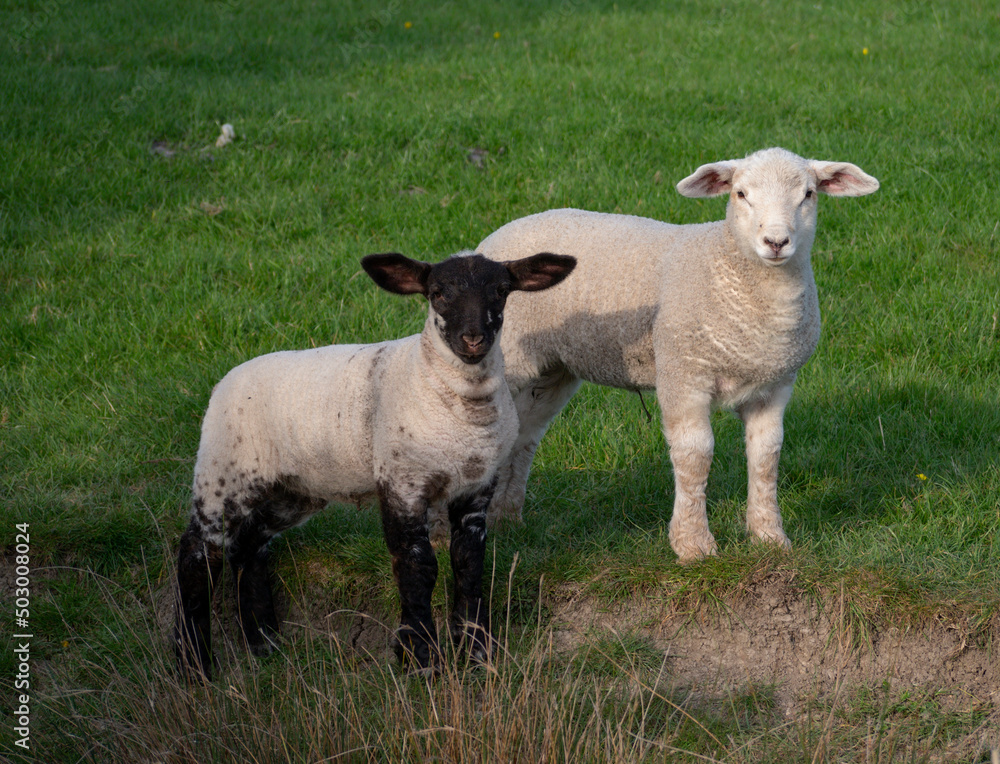 Fototapeta premium Spring Lambs