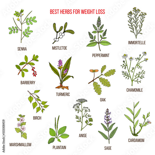 Best natural herbs for fast weight loss. Hand drawn vector set