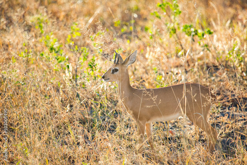 Steenbok in the savannah. A small antelope of southern and Eastern Africa. Also called steinbuck or steinbok photo