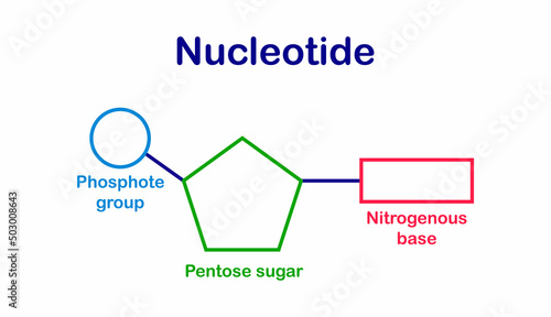 chemical structure of DNA nucleotide