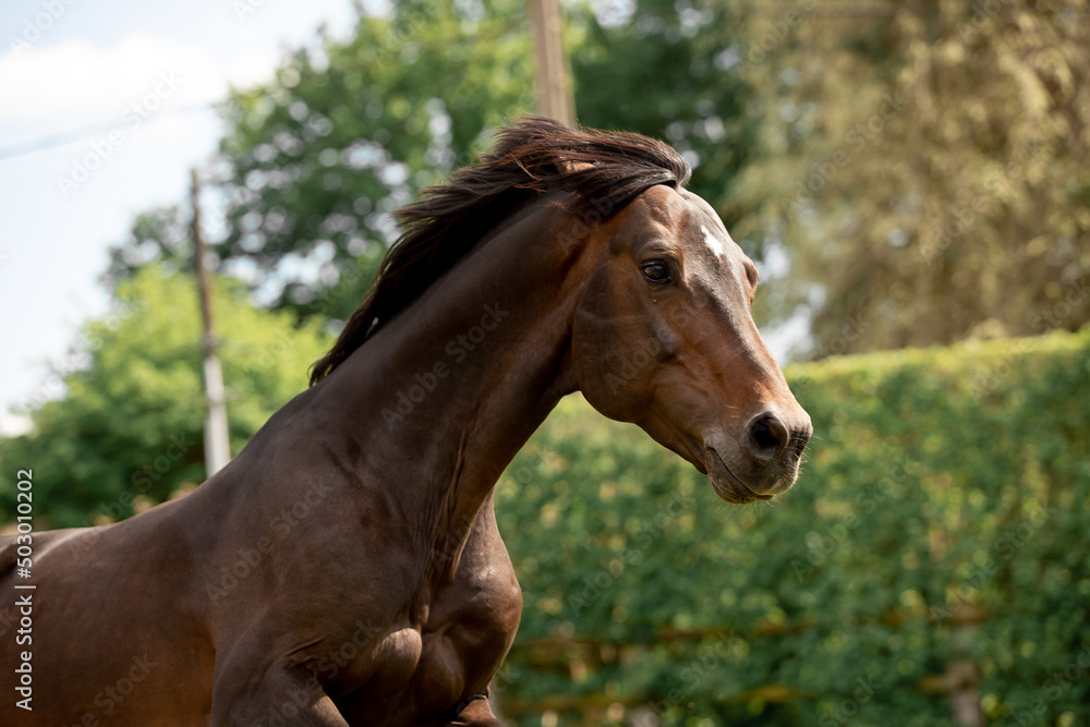 A beautiful horse gallops through a green meadow