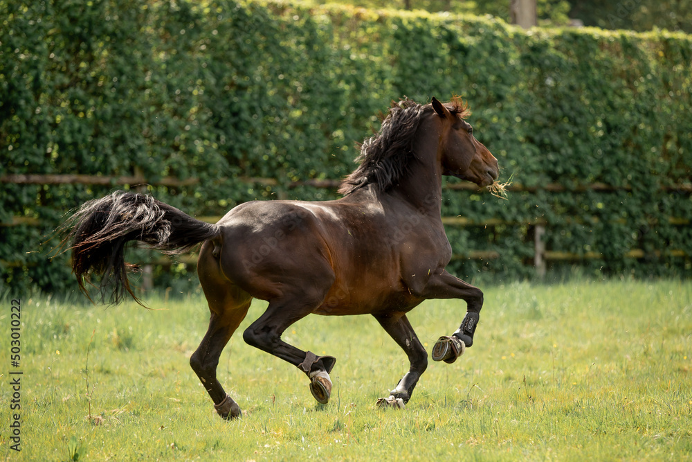 Fototapeta premium A beautiful horse gallops through a green meadow