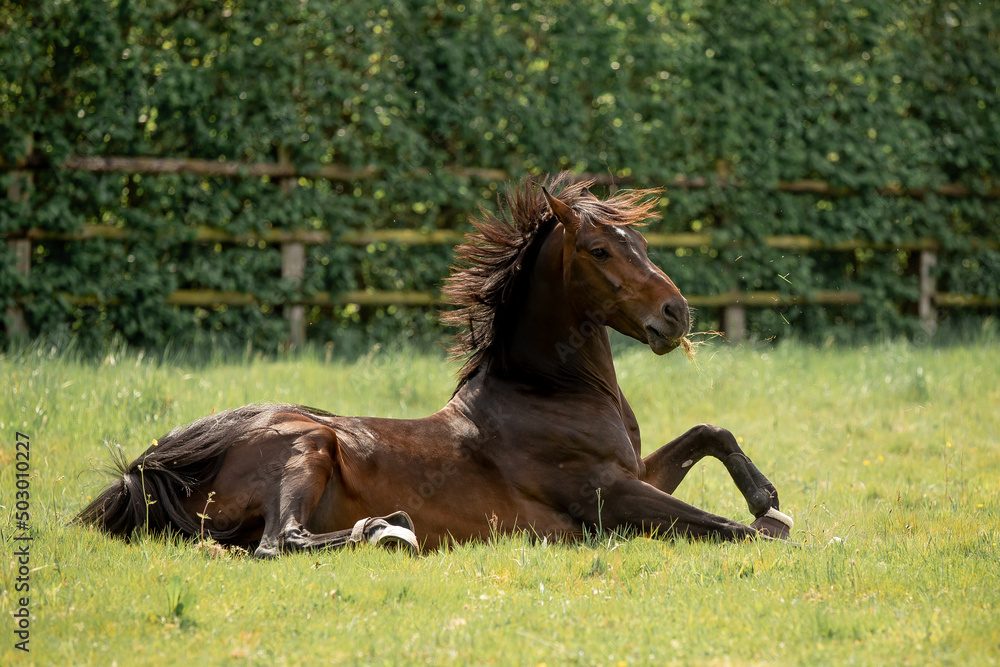 Fototapeta premium A beautiful horse gallops through a green meadow