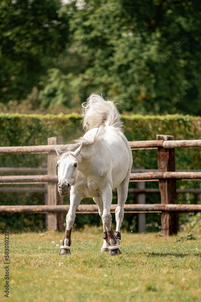 A beautiful horse gallops through a green meadow A beautiful horse gallops through a green meadow