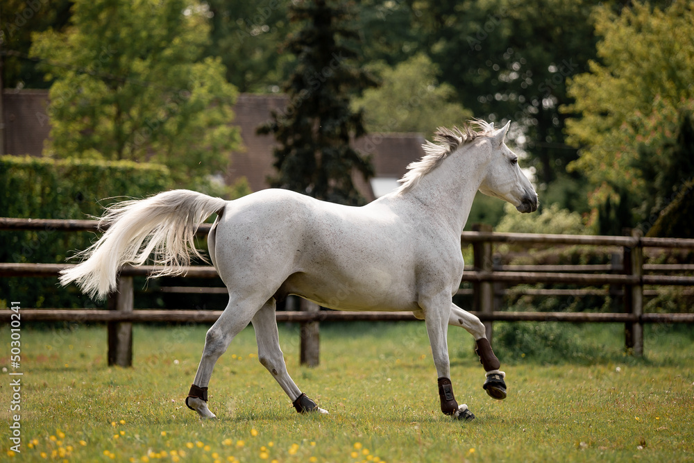 A beautiful horse gallops through a green meadow