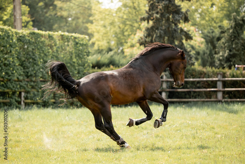 A beautiful horse gallops through a green meadow