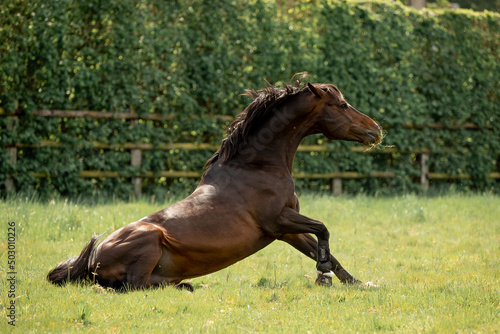 A beautiful horse gallops through a green meadow © Мария Старосельцева