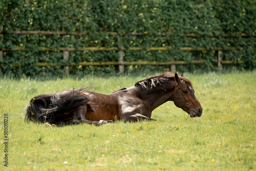 A beautiful horse gallops through a green meadow