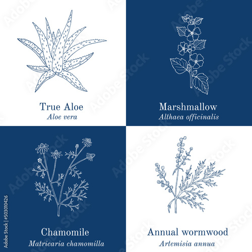 Set of four hand drawn medicinal plants