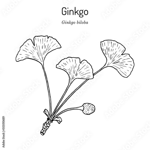 Ginkgo biloba, ginkgo or maidenhair tree. Medicinal plant