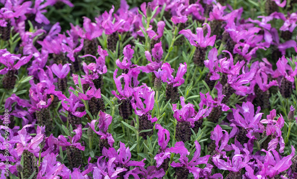 Wild lavender , stecade, Lavandula stoechas, lavender blossoms, aromatic herb, fragrances, used in aromatherapy, perfumery, purple flowers Wild lavender , stecade, Lavandula stoechas, lavender blossoms, aromatic herb, fragrances, used in aromatherapy, perfumery, purple flowers