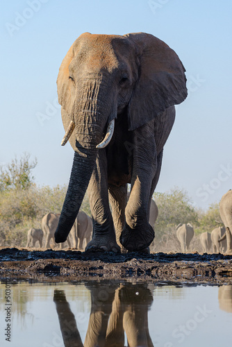 Lone African Elephant Approaching Water Hole with Reflection 