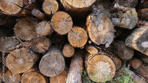 Wood. Woodshed. Wood to be burned.