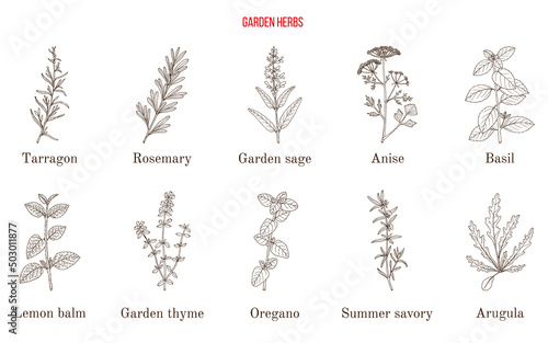 Collection of culinary herbs and spices