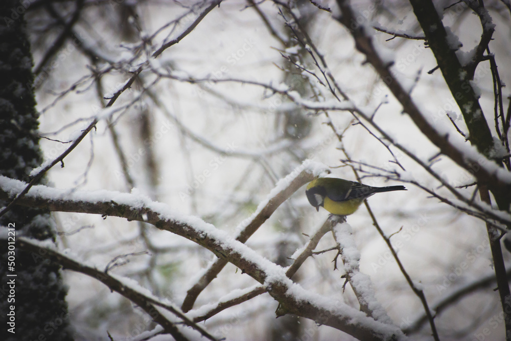 Obraz premium Bird