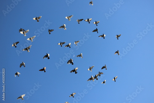 birds in flight © MehmetAli