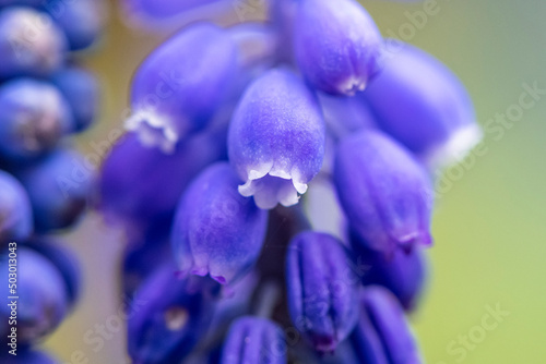 Detail Makroaufnahme einer lila Traubenhyazinth Blüte