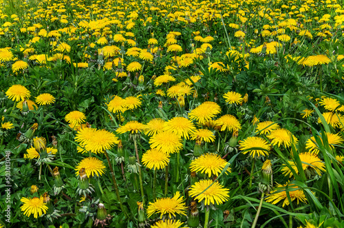 weites gelbes Feld mit Löwenzahn Blüten