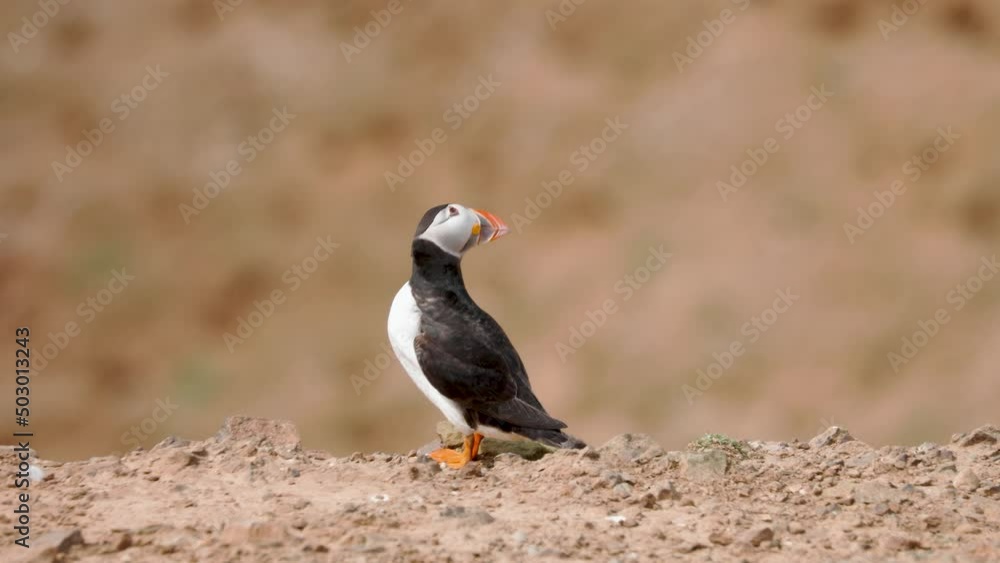 Puffin (Fratercula arctica) stood near a burrow on a Welsh island Puffin (Fratercula arctica) stood near a burrow on a Welsh island