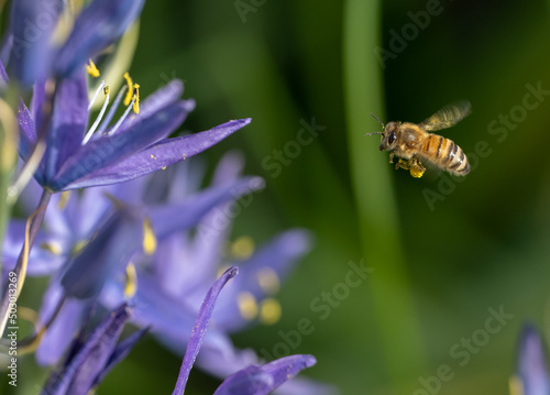 Honeybee in flight, visiting Spring Camas wildflowers (Apis mellifera, Camassia leichtlinii)