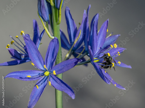 Blue Mason Bee pollinating native Camas wildflowers (Osmia lignaria, Camassia leichtlinii)