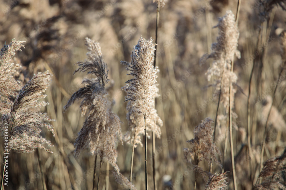 Fototapeta premium reeds blowing in the wind in sunlight
