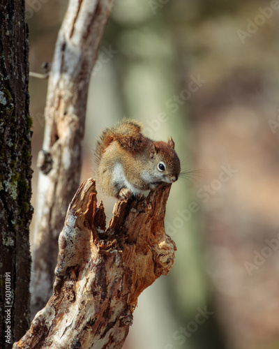 a young red squirrel sitting on a broken tree limb
