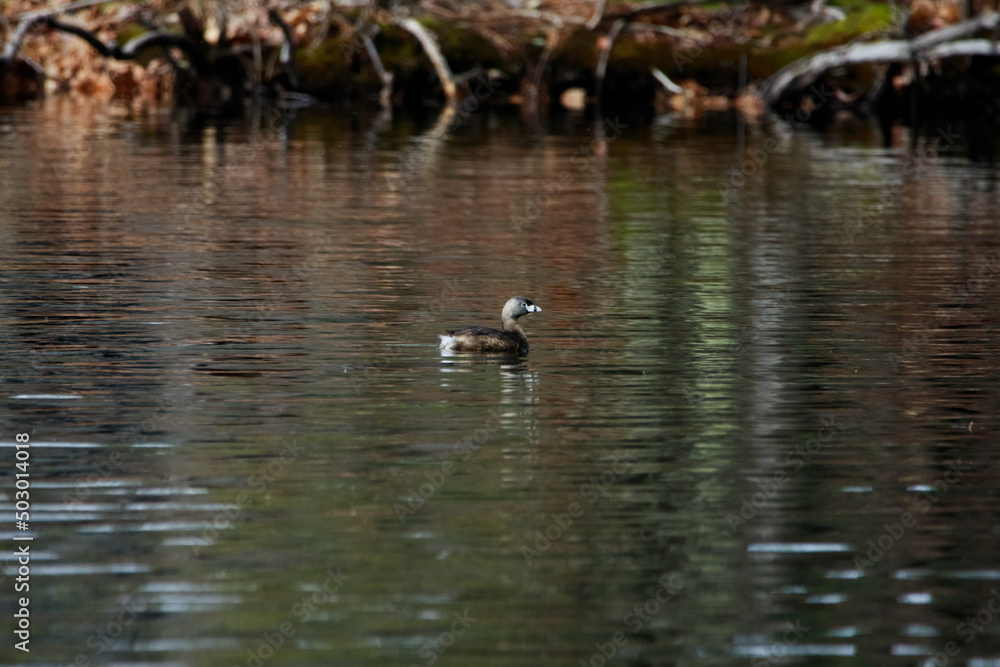 a pied billed grebe (podilymbus podiceps) swimming in a pond a pied billed grebe (podilymbus podiceps) swimming in a pond