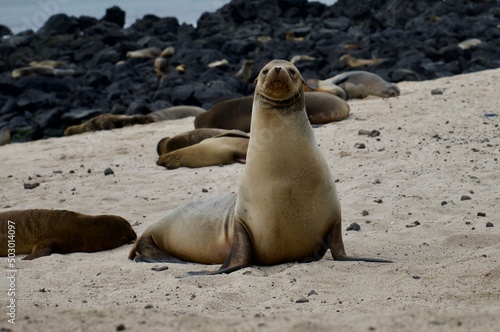 island sea lion on beach Galápagos
