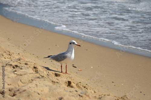 White seagull stands on the yellow sand by the sea with waves