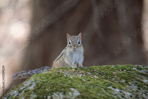 a chipmunk siting on a rock in a forest