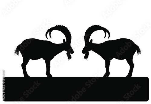 Two bighorn male goats on chump fighting vector silhouette illustration isolated on white. Angry stubborn animal competition. Alpha goat macho conflict over wooden bridge. Natural battle for mating.