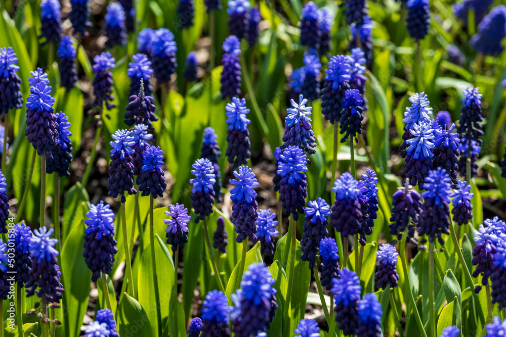 vibrant tulips in variety of colors in Skagit Valley in Washington State during the spring season vibrant tulips in variety of colors in Skagit Valley in Washington State during the spring season