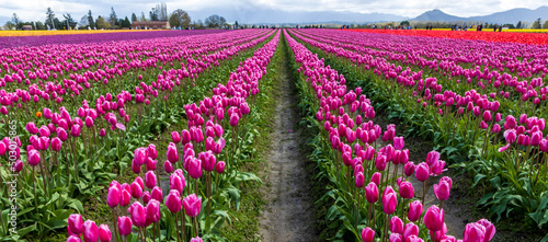 vibrant tulips in variety of colors in Skagit Valley in Washington State during the spring season