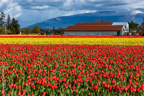vibrant tulips in variety of colors in Skagit Valley in Washington State during the spring season #503016457