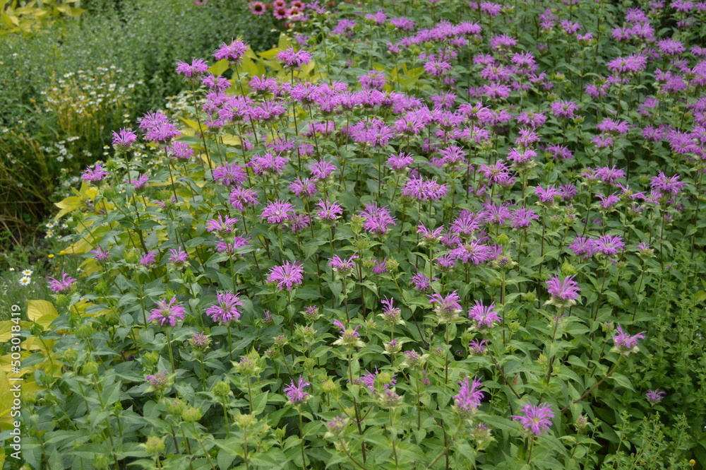 Mound of purple and pink bee balm in bloom mid summer afternoon