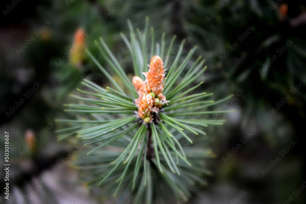 A twig of pine and a young pine cone. High quality photo A twig of pine and a young pine cone. High quality photo