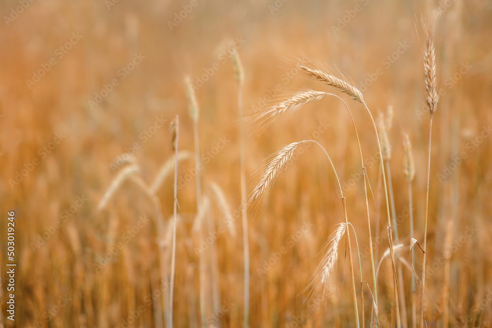 Fototapeta premium golden wheat field in summer