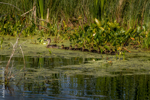 Mallard hen and chicks Elk Island National Park Alberta Canada