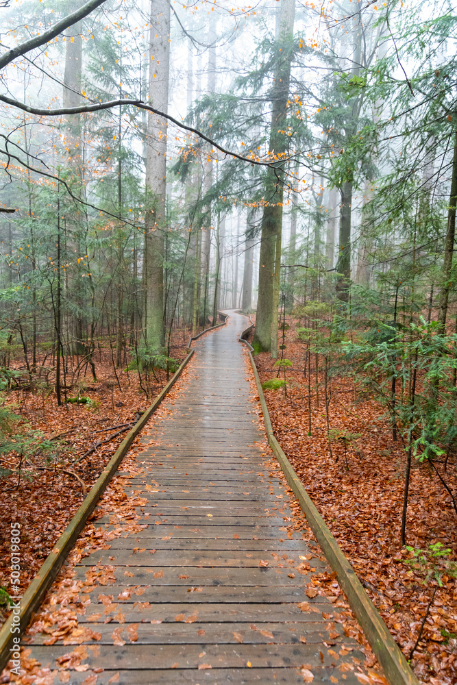 Obraz premium Wooden Way