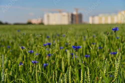Wheat field with cornflowers